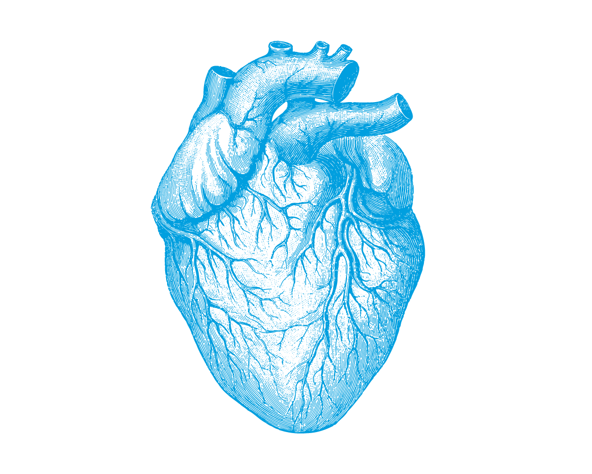 Сердце настоящее рисунок